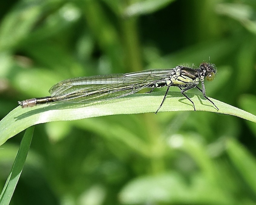 red-eyed damselfly